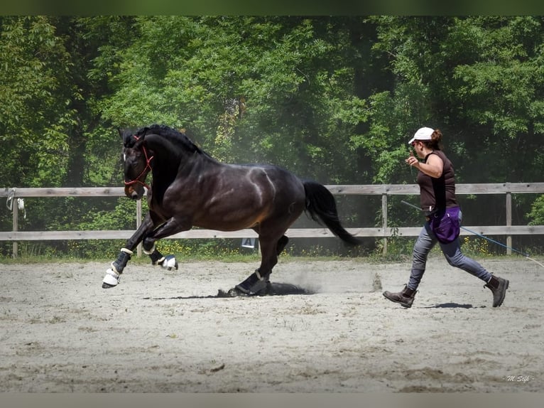 Andalusier Wallach 13 Jahre 166 cm Dunkelbrauner in Lentilly