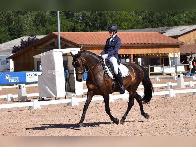 Andalusier Wallach 13 Jahre 166 cm Dunkelbrauner in Lentilly