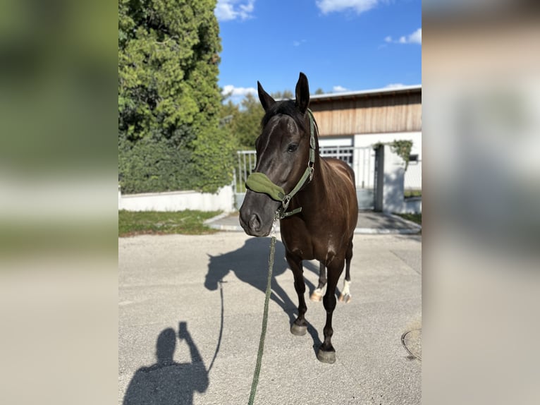 Andalusier Wallach 13 Jahre 166 cm Dunkelbrauner in Sulz im Wienerwald