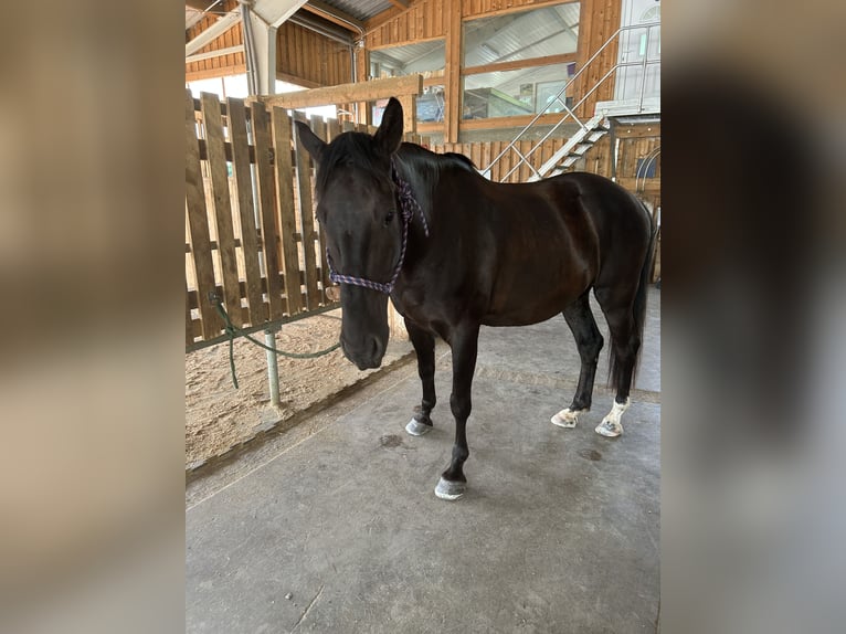 Andalusier Wallach 13 Jahre 166 cm Dunkelbrauner in Sulz im Wienerwald