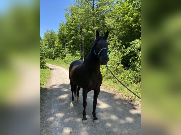 Andalusier Wallach 13 Jahre 166 cm Dunkelbrauner in Sulz im Wienerwald