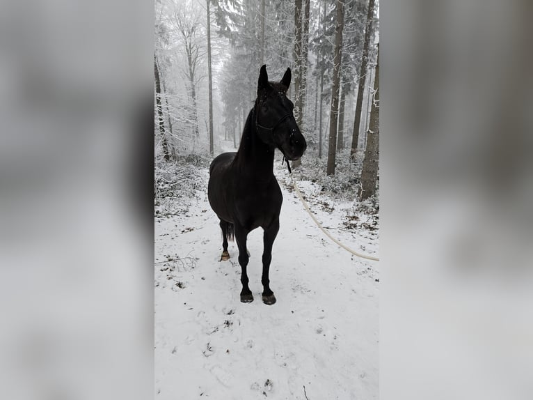 Andalusier Wallach 13 Jahre 166 cm Dunkelbrauner in Sulz im Wienerwald