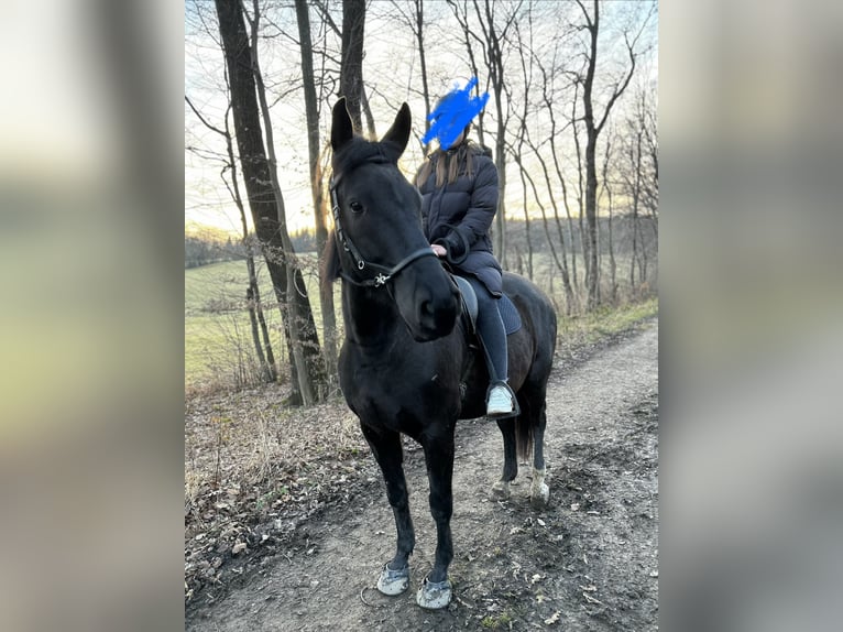 Andalusier Wallach 13 Jahre 166 cm Dunkelbrauner in Sulz im Wienerwald