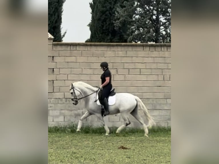 Andalusier Wallach 13 Jahre 166 cm Schimmel in Granada