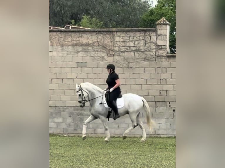 Andalusier Wallach 13 Jahre 166 cm Schimmel in Granada