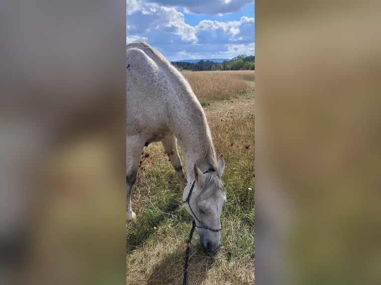 Andalusier Wallach 13 Jahre in Giesen
