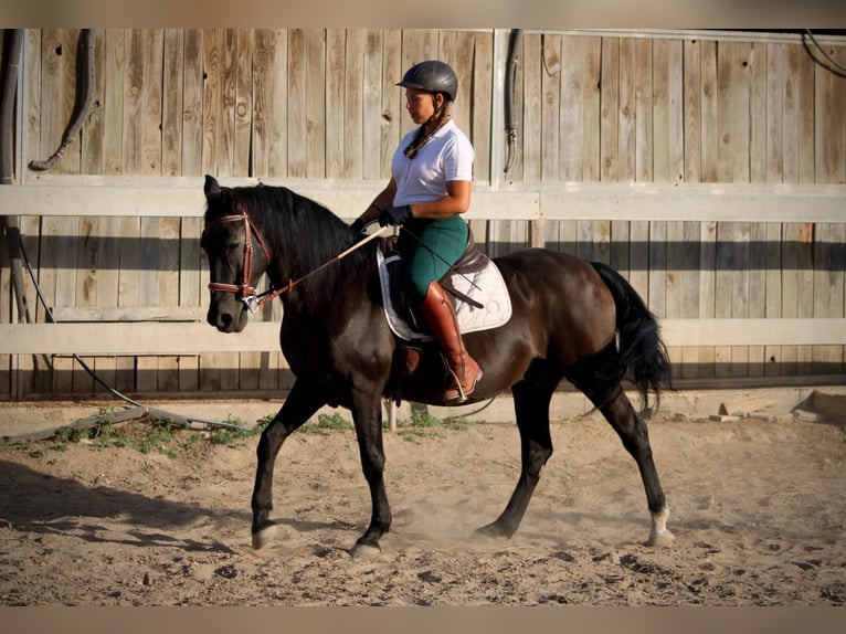 Andalusier Mix Wallach 14 Jahre 154 cm Rappe in Albalat Dels Taronchers