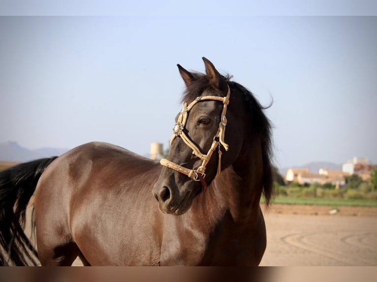 Andalusier Mix Wallach 14 Jahre 154 cm Rappe in Albalat Dels Taronchers