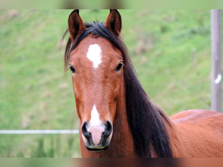 Andalusier Mix Wallach 14 Jahre 155 cm Brauner in Schonach im Schwarzwald