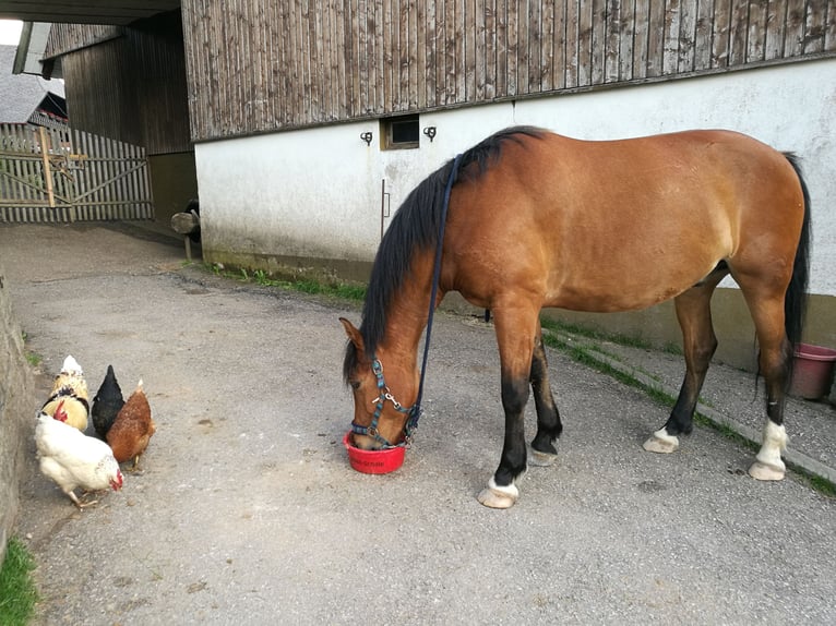 Andalusier Mix Wallach 14 Jahre 155 cm Brauner in Schonach im Schwarzwald