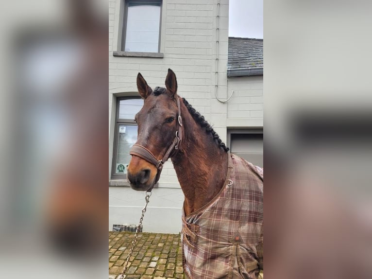 Andalusier Wallach 14 Jahre 155 cm Brauner in M&#xE9;vergnies-Lez-Lens