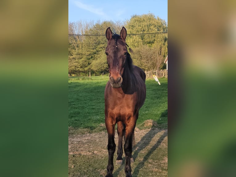 Andalusier Wallach 14 Jahre 155 cm Brauner in M&#xE9;vergnies-Lez-Lens