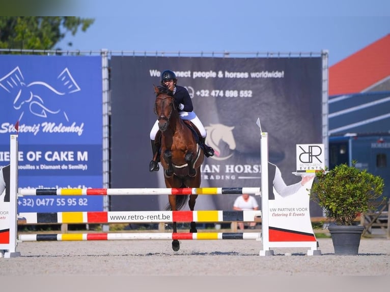 Andalusier Wallach 14 Jahre 155 cm Brauner in M&#xE9;vergnies-Lez-Lens