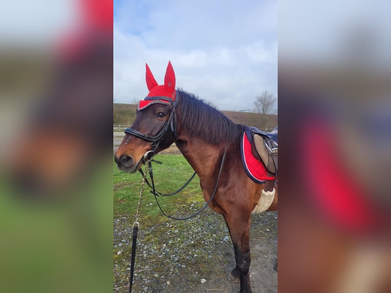 Andalusier Wallach 14 Jahre 155 cm Brauner in M&#xE9;vergnies-Lez-Lens