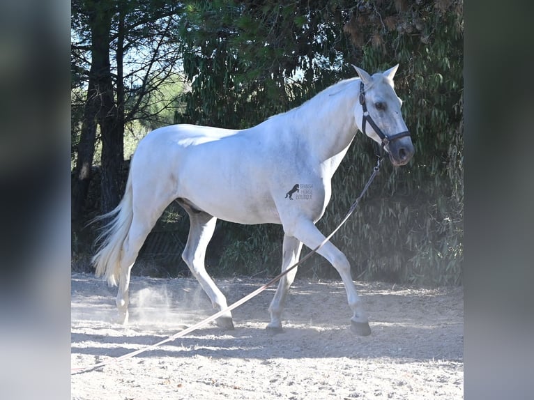 Andalusier Wallach 14 Jahre 156 cm Schimmel in Menorca