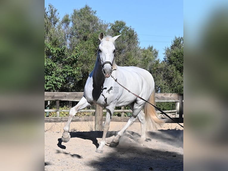 Andalusier Wallach 14 Jahre 156 cm Schimmel in Menorca