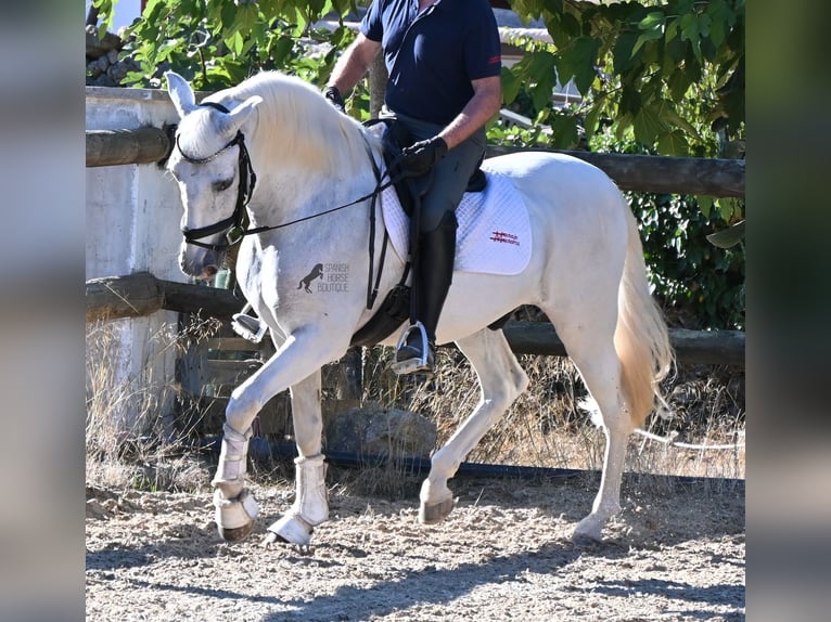 Andalusier Wallach 14 Jahre 156 cm Schimmel in Menorca