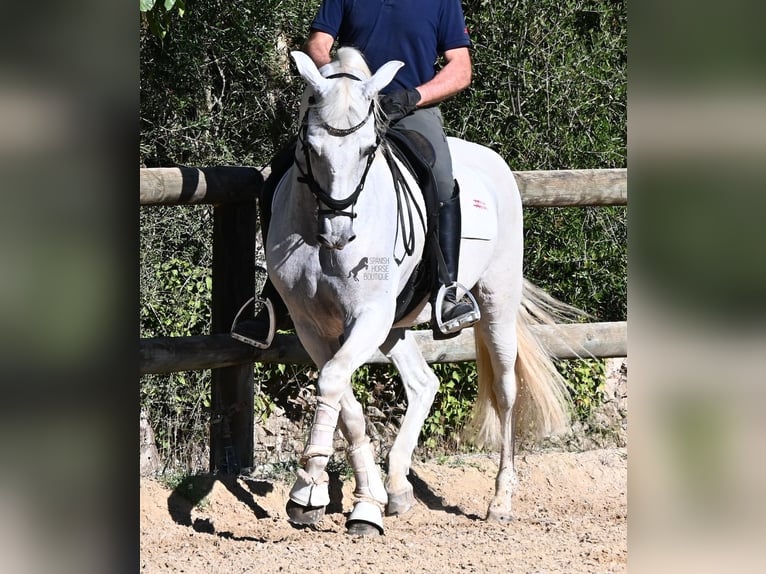 Andalusier Wallach 14 Jahre 156 cm Schimmel in Menorca