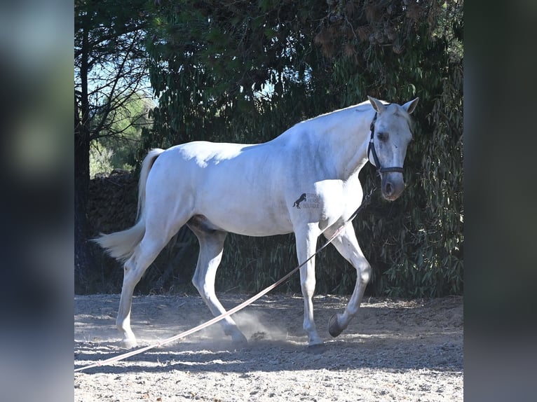 Andalusier Wallach 14 Jahre 156 cm Schimmel in Menorca
