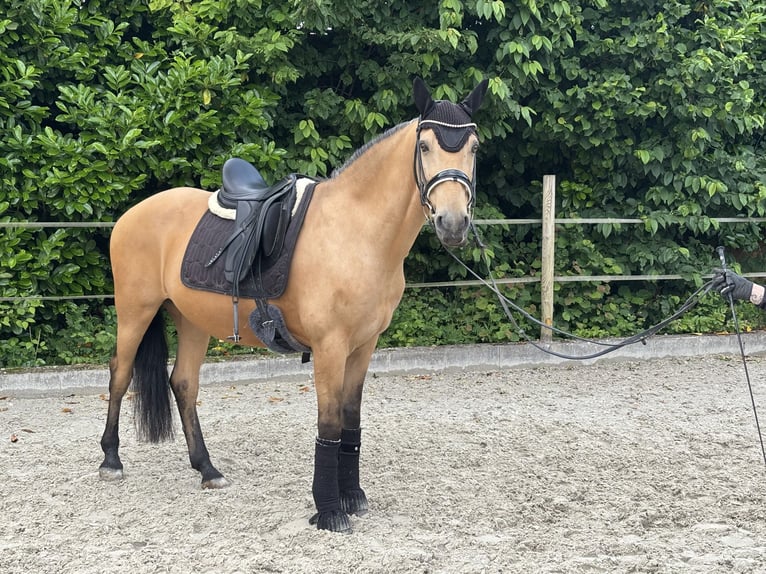 Andalusier Wallach 14 Jahre 157 cm Buckskin in Geisenheim