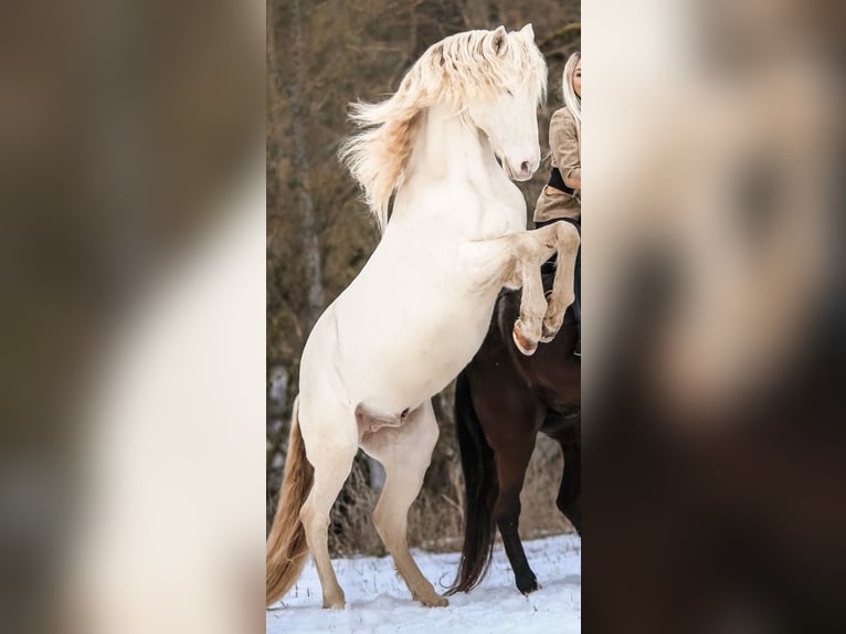 Andalusier Wallach 14 Jahre 158 cm Perlino in WürzburgWürzburg