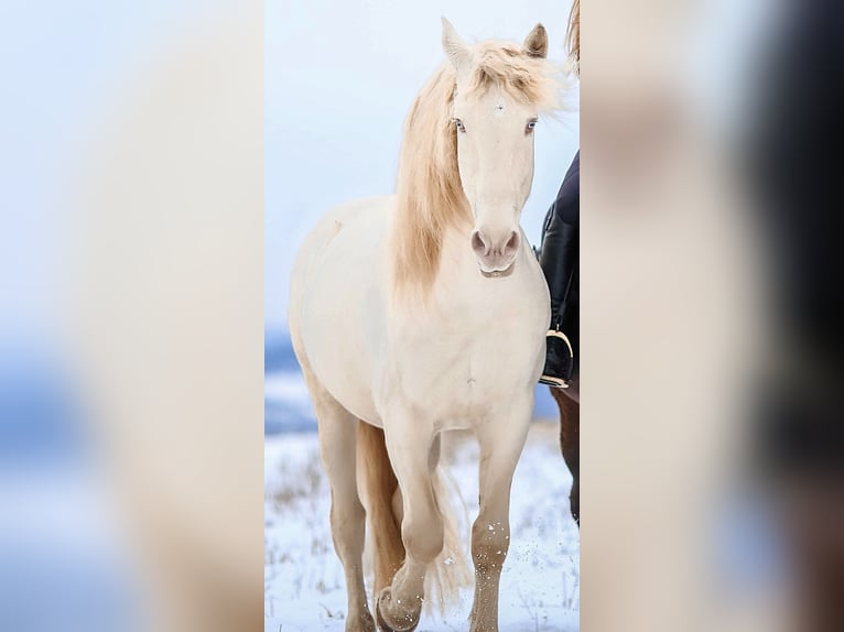 Andalusier Wallach 14 Jahre 158 cm Perlino in WürzburgWürzburg