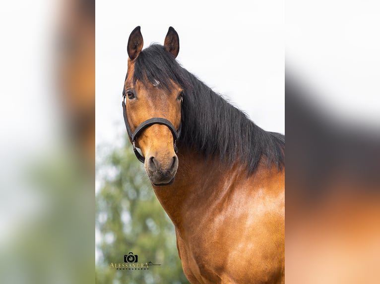 Andalusier Wallach 14 Jahre 160 cm Brauner in Altomünster
