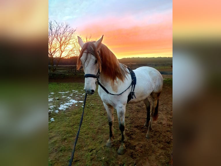 Andalusier Wallach 14 Jahre 160 cm Fliegenschimmel in Rohr