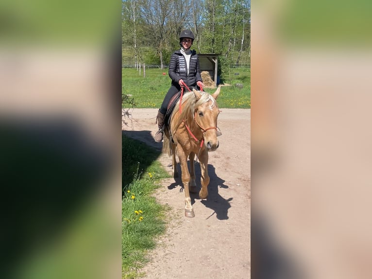 Andalusier Wallach 14 Jahre 160 cm Palomino in Neu Drefahl