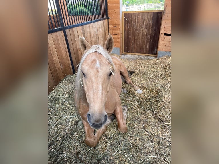 Andalusier Wallach 14 Jahre 160 cm Palomino in Neu Drefahl
