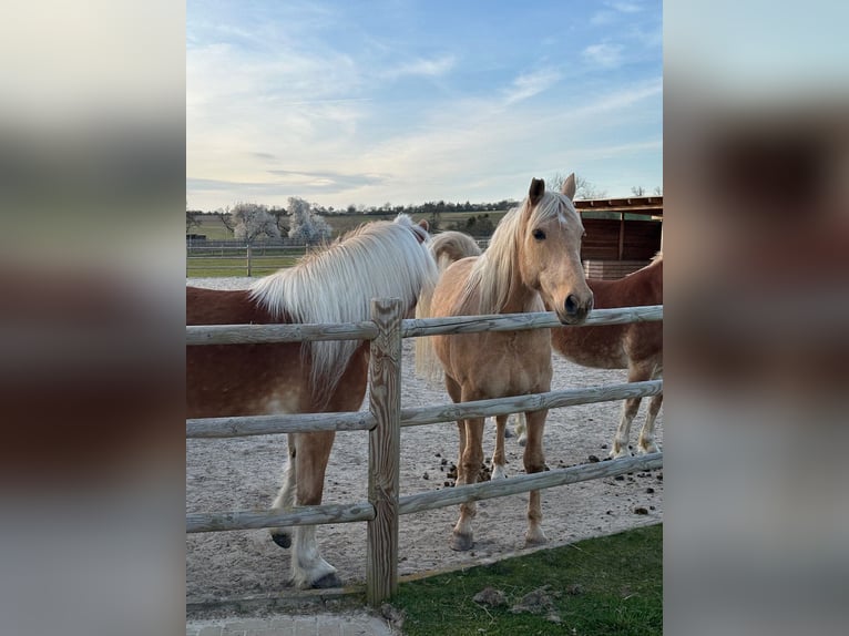 Andalusier Wallach 14 Jahre 160 cm Palomino in Neu Drefahl