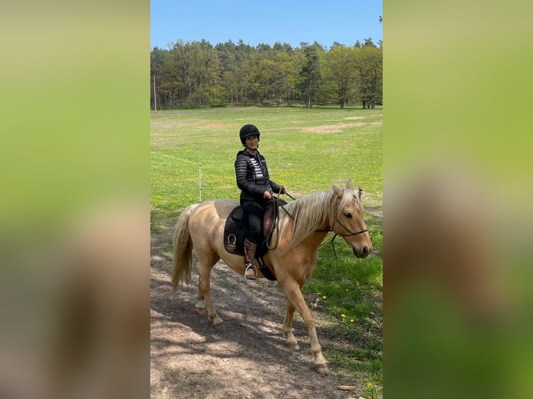 Andalusier Wallach 14 Jahre 160 cm Palomino in Neu Drefahl