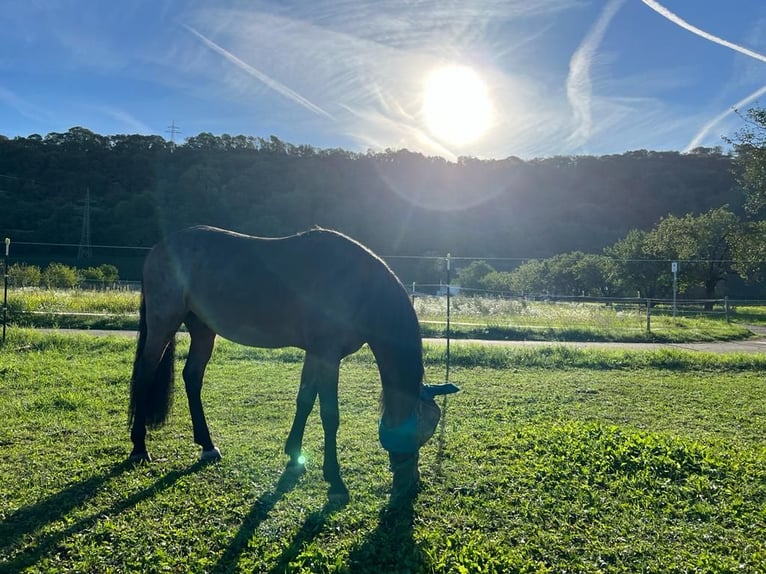 Andalusier Mix Wallach 14 Jahre 160 cm Roan-Bay in Efringen-Kirchen