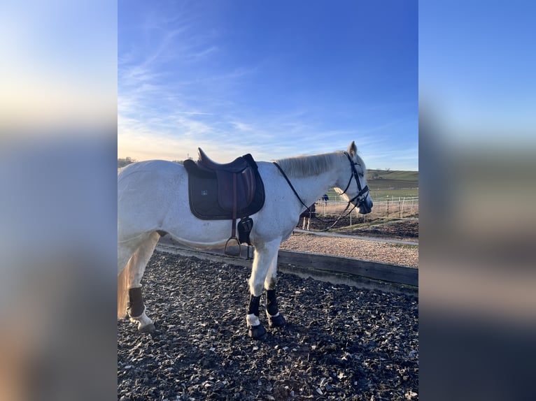 Andalusier Mix Wallach 14 Jahre 164 cm Schimmel in Bad Sooden-Allendorf