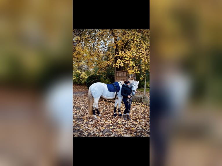 Andalusier Mix Wallach 14 Jahre 164 cm Schimmel in Bad Sooden-Allendorf