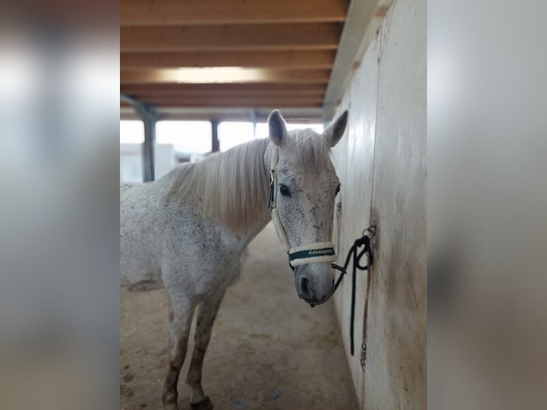 Andalusier Mix Wallach 15 Jahre 155 cm Fliegenschimmel in Santpoort-Zuid