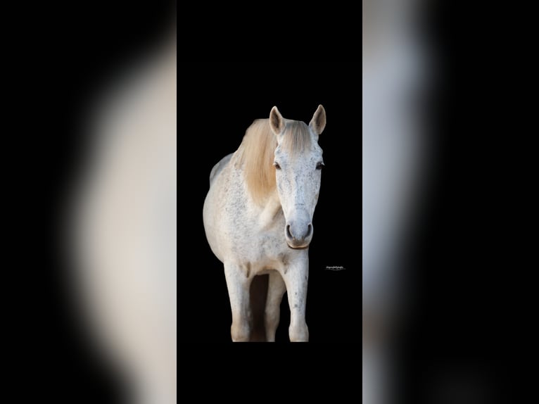 Andalusier Mix Wallach 15 Jahre 155 cm Fliegenschimmel in Santpoort-Zuid