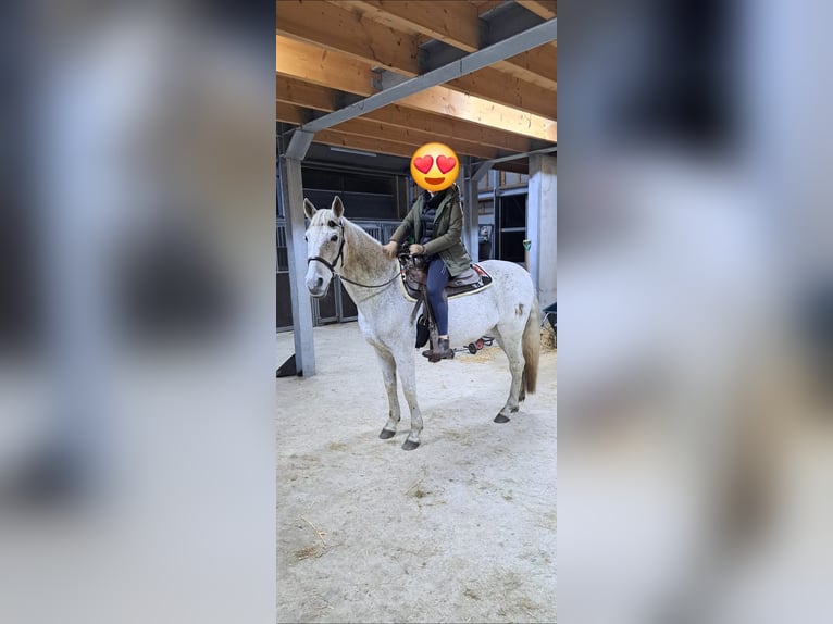 Andalusier Mix Wallach 15 Jahre 155 cm Fliegenschimmel in Santpoort-Zuid