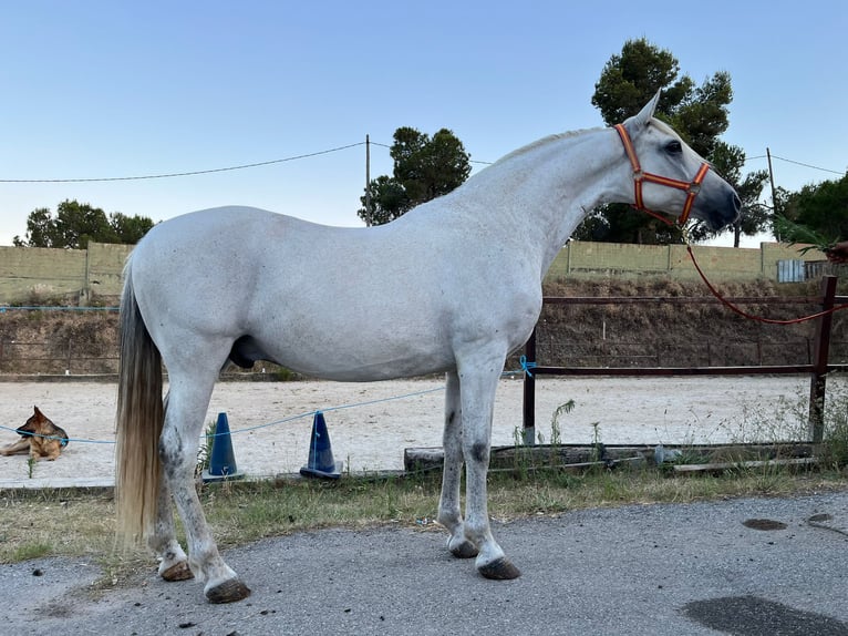 Andalusier Wallach 15 Jahre 156 cm Schimmel in Terrassa