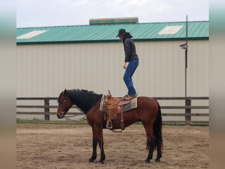 Andalusier Wallach 15 Jahre 157 cm Rotbrauner in Pleasant Grove CA