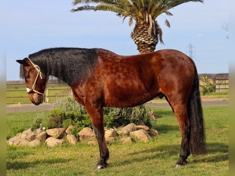 Andalusier Wallach 15 Jahre 157 cm Rotbrauner in Pleasant Grove CA