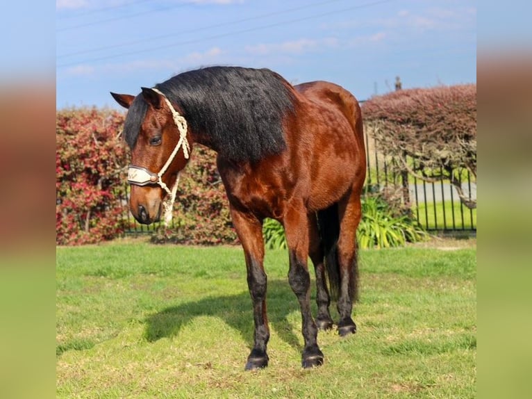 Andalusier Wallach 15 Jahre 157 cm Rotbrauner in Pleasant Grove CA