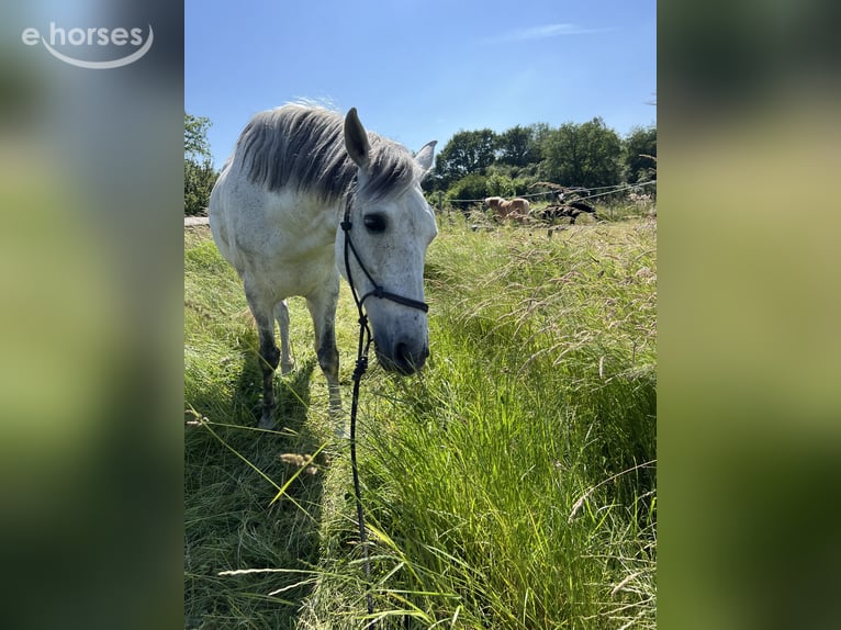 Andalusier Wallach 15 Jahre 160 cm Apfelschimmel in Bornheim
