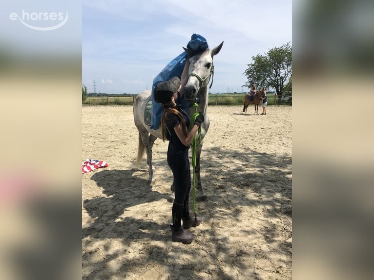 Andalusier Wallach 15 Jahre 160 cm Apfelschimmel in Bornheim