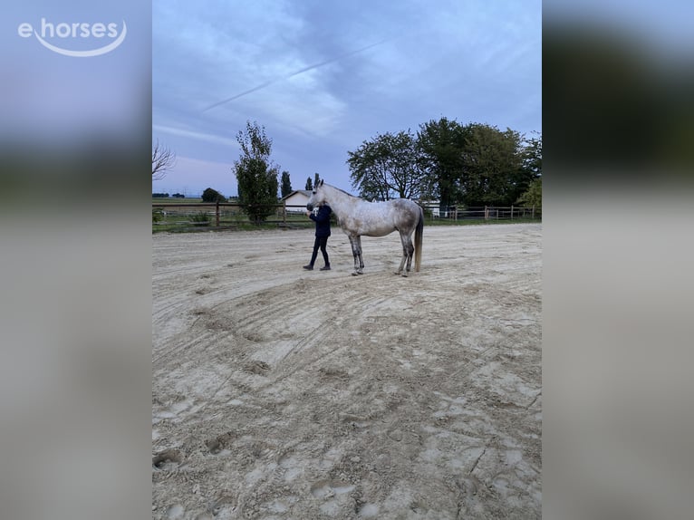 Andalusier Wallach 15 Jahre 160 cm Apfelschimmel in Bornheim