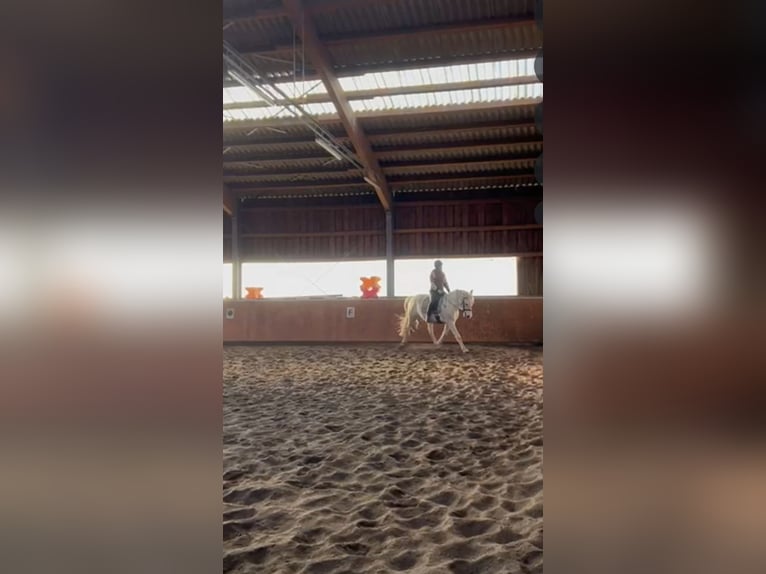 Andalusier Mix Wallach 15 Jahre 160 cm  in Mauern