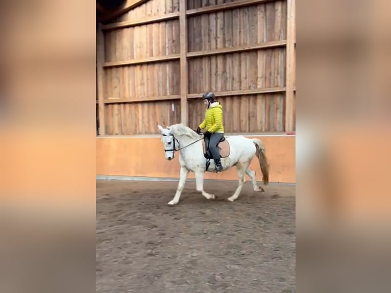 Andalusier Mix Wallach 15 Jahre 160 cm  in Mauern