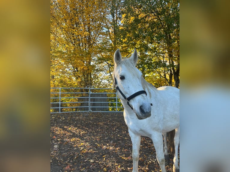 Andalusier Mix Wallach 15 Jahre 160 cm  in Mauern