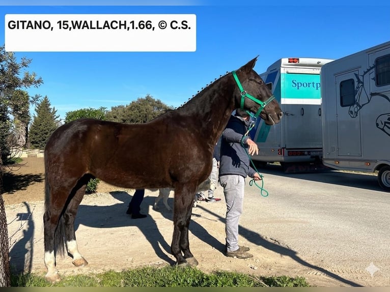 Andalusier Wallach 15 Jahre 165 cm Dunkelbrauner in Vejer de la Frontera