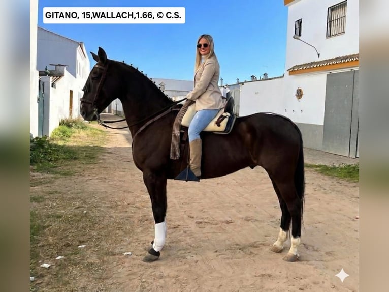 Andalusier Wallach 15 Jahre 165 cm Dunkelbrauner in Vejer de la Frontera